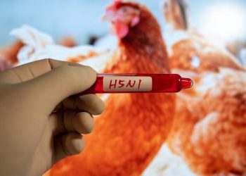 Shënohet viktima e parë nga gripi i shpendëve në SHBA