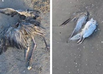 VIDEO/ Çfarë po ndodh në Vlorë? Shpendët e ngordhura “pushtojnë” plazhin, peshkatarët: Nuk ka ndodhur kurrë më parë