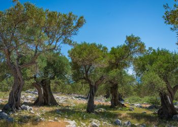 Ullinjtë shekullorë po prodhojnë më pak, shkak mungesa e krasitjes dhe shërbimeve