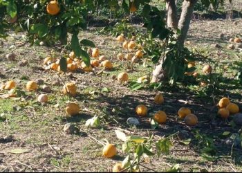 Nuk ka treg, kalben dhjetëra ton me limonë e portokalle! Fermerët e Divjakës: Do t’i presim pemët