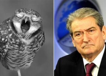 Berisha e akuzoi, Rama i përgjigjet me ‘bufin e kënetës’: Specie shumë armiqësore ndaj diversitetit! Është helmues dhe…