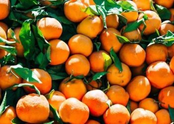 Skandali i mandarinave me pesticide, Gjykata e Beratit jep vendimin për 3 të arrestuarit