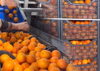 Kroacia i kthehu mbrapsht, mandarinat me pesticide u shitën në Shqipëri, 3 të arrestuar