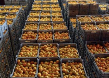 Mbi 21 tonë mandarina me pesticide 7 herë më shumë se norma e lejuar, prokuroria: Produkti u ble nga fermerët në Berat dhe Sarandë