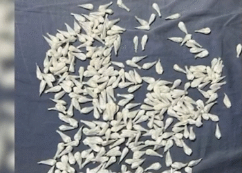 Shpërndante kokainë në gjithë kryeqytetin, përfundon në pranga taksisti 54-vjeçar