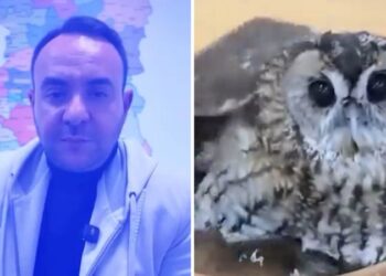 “Deputeti u hoq nga lista”/ Rama ironizon Klevis Balliun me bufin e kënetës (Video)