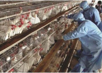 Gripi i shpendëve! Zgjerohet harta e infektimit, po gjurmohen vezët që nuk dolën në treg