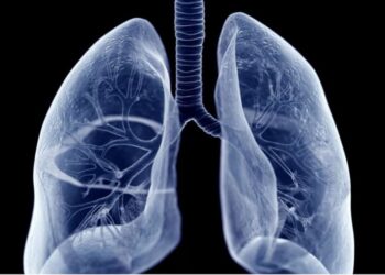 Mushkëritë ndihmojnë në prodhimin e gjakut, zbulimi ri: I rëndësishëm për transplantet