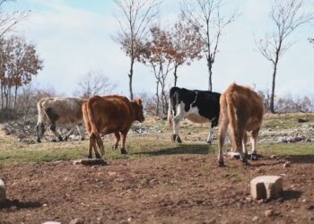 Skema e mbështetjes, nga fermerët te bujqit, si do të përfitohen subvencionet?