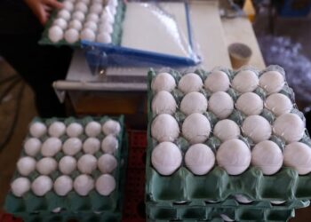SHBA “harron” Groenlandën, kërkesë zyrtare për vezë Danimarkës