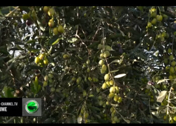 Eksporti i vajit të ullirit! Rënie të shitjes në krahasim me një vit më parë, ekspertët: Do strukturohet tregu