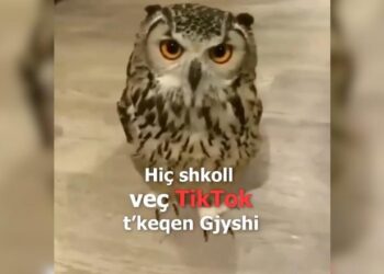 I premtoi një 7-vjeçari se do t’i hapë TikTok-un më 12 maj, Rama ironizon Berishën: Hiç shkoll t’keqen gjyshi