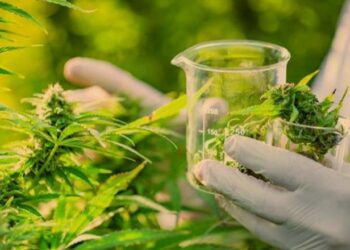Kanabisi mjekësor, qeveria miraton zonat kadastrale ku do lejohet kultivimi për qëllime industriale