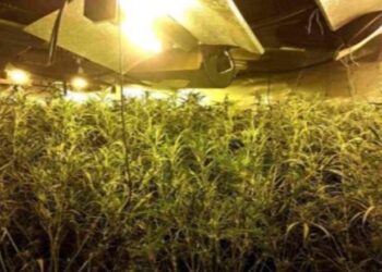 Spanjë/ Kthyen depot dhe magazinat në ferma kanabisi, goditet grupi i shqiptarëve, 7 të arrestuar