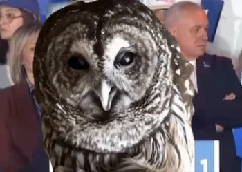 VIDEO / Berisha në “rënie të lirë”, Rama e ilustron me një buf deklaratën në Gjirokastër