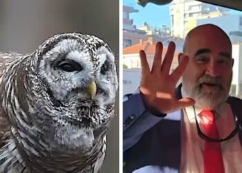 Humori në rrjet për ngjashmërinë e LaCivitas me Vullnet Sinajn, Rama ironizon akuzat e PD: Mos e humbisni këtë (Video)