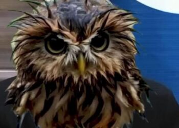 Gafat e Berishës, Rama e ironizon sërish: Rromapërtoma kumlla ke dardha (Video)