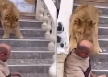 Videoja virale e luanit që kafshoi një burrë, Policia e Fierit nis hetimet, 52-vjeçari: E gjeta në rrugë