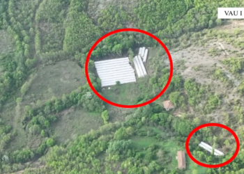 2200 bimë kanabis dhe 578 fidanë, sekuestrohet një sasi e madhe droge në Vaun e Dejës
