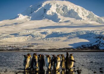 Trump çudit me luftën tregtare: I vendos tarifa ishullit ku jetojnë vetëm… pinguinët!