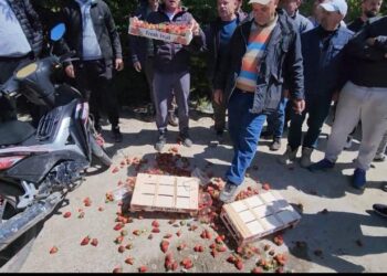 Luleshtrydhja greke me pesticide “djeg” fermerët vendas: Po penalizohemi padrejtësisht! Shteti të bëjë analizat