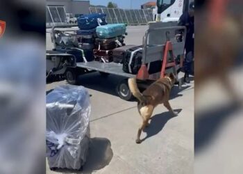 Solli 19.4 kg drogë nga Tajlanda, arrestohet në Rinas 39-vjeçari