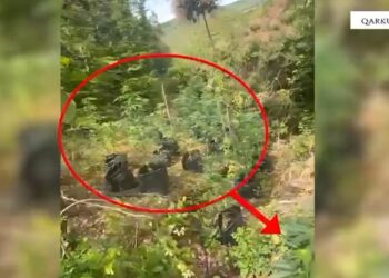 Asgjësohen mbi një mijë bimë kanabis, dy të proceduar në Shkodër