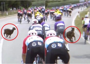 Incident në etapën e tretë të “Giro D’italia” në Vlorë, dhia hyn mes çiklistëve duke i penguar në garë (VIDEO)