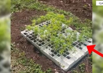 Asgjësohet parcela me mbi 3000 rrënjë kanabisi në Lezhë/ Dy në pranga, dy të tjerë në kërkim