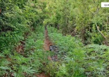 “Operacioni “Koordinata”/ Policia zbulon raste kultivimi kanabisi në Shkodër, procedohen tre persona