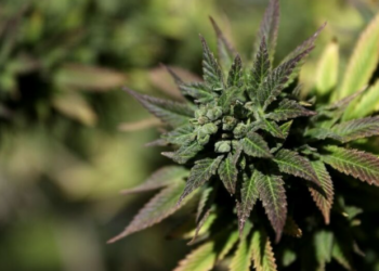 24 raste në 1 vit/ “Importi” i kanabisit kthehet në fenomen në Shqipëri, droga u soll me postë ose valixhe