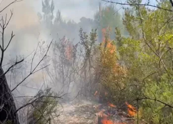 Riaktivizohen vatrat e zjarrit në Darëzezë/ Rreth 10 ha në flakë, nis ndërhyrja nga ajri
