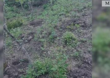 Kultivonte kanabis në parcelë, arrestohet 35-vjeçari në Mirditë, policia asgjëson 225 fidanë 