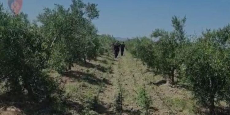 Armë, municion dhe drogë mes ullinjve, publikohen pamjet nga operacioni që çoi në goditjen e grupit kriminal në Fier