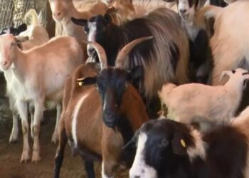 Murtaja te dhentë, Ministria e Bujqësisë jep detaje: 4 vatra në vend! Nuk cenon shëndetin dhe nuk transmetohet te njeriu