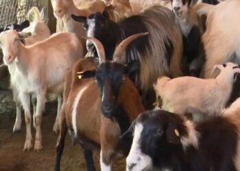 Sëmundja e murtajës/ Tentoi të sillte bagëtitë e imëta në Shqipëri, arrestohet një person në Kapshticë