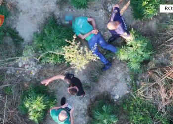 VIDEO / Droni kap mat 59-vjeçarin në parcelën me kanabis