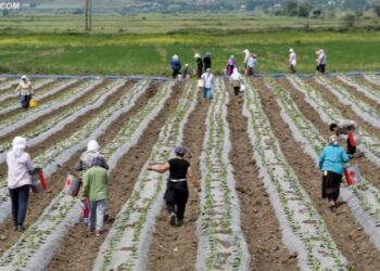 Denaj: Hiqen pengesat, bujqve dhe blegtorëve do t’u njihen vitet e punës deri në vitin 1992