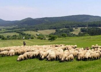 Konfirmohet rasti i parë me murtajën që prek bagëtitë e imta në Shqipëri