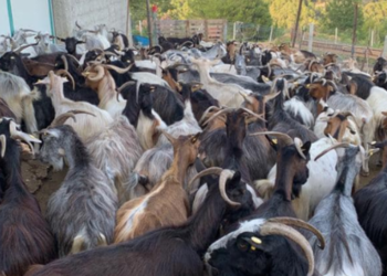 Murtaja e bagëtive të imta në Shkodër, vendoset në karantinë ferma, dhitë do asgjësohen