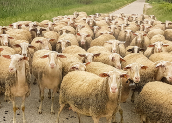 Tjetër vatër e murtajës së bagëtive në Shqipëri, ngordhin 13 krerë! 150 kokë të infektuara