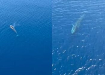 VIDEO / E rrallë në ujërat shqiptare, një balenë filmohet nga ajri në Karaburun