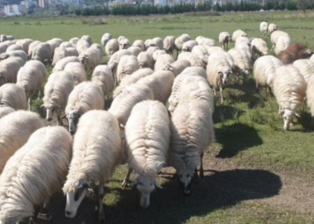 Murtaja e bagëtive të imta, ministrja Denaj mbledh grupin teknik për marrjen e masave