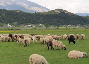 Shfaqet murtaja në Bulqizë, ngordhin 150 bagëti në Martanesh!
