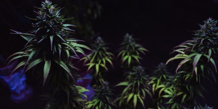 A selective focus shot of green Original Amnesias on a dark background