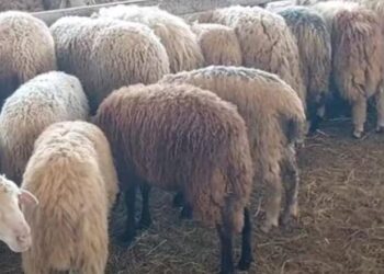 Zbulohen një rast i murtajës së bagëtive në Fushë-Krujë, infektohet tufa prej 100 delesh