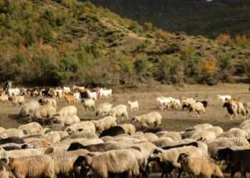 Murtaja e bagëtive, konfirmohet vatra e parë në Libohovë! Karantinohen 256 krerë