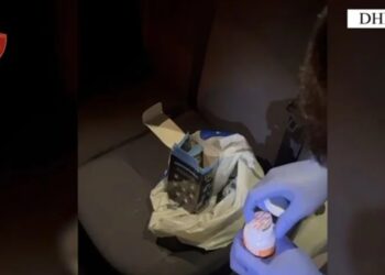 Drogëra të forta brenda dhomës së hotelit në Dhërmi! Arrestohen dy anglezët, iu gjenden doza ketamine dhe ekstazie