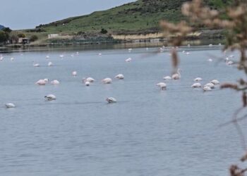 Jo vetëm stacion “migrimi”/ Flamingot folezojnë në Nartë! Kolonia e rrezikuar nga pakujdesia njerëzore