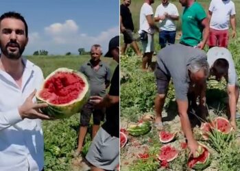 Adriatik Lapaj e nis ofensivën politike me hedhjet e shalqive në fushat e Lushnjës